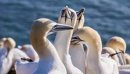 曼城绝杀晋级，独步欧冠半决赛殿堂