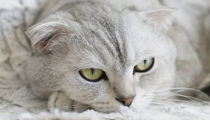 灰熊队终结不胜，唐斯全力以赴