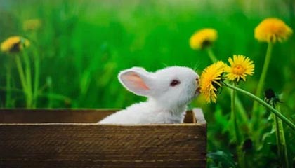 皇马锋线组合成为焦点，攻击力十足